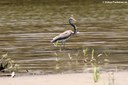 Egretta tricolor ruficollis