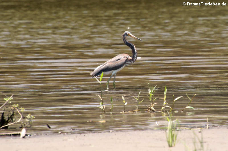 Dreifarbenreiher (Egretta tricolor ruficollis) 