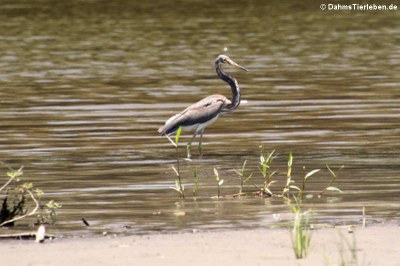 Dreifarbenreiher (Egretta tricolor ruficollis) 