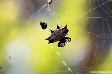 Stachelspinne (Gasteracantha cancriformis) im Nationalpark Tortuguero, Costa Rica