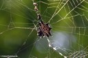 Gasteracantha cancriformis