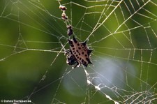 Stachelspinne (Gasteracantha cancriformis) im Nationalpark Tortuguero, Costa Rica