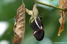 Kleiner Kurier (Heliconius erato) im Nationalpark Tortuguero, Costa Rica