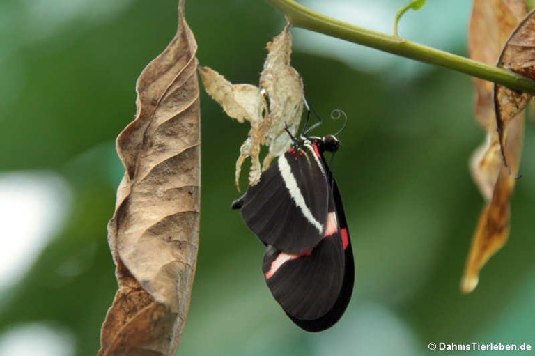 Heliconius erato