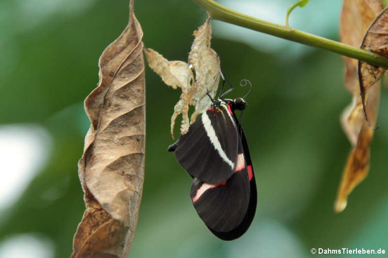 Heliconius erato-1