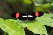 Kleiner Kurier (Heliconius erato) im Nationalpark Tortuguero, Costa Rica