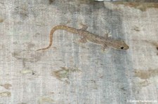 Asiatischer Hausgecko (Hemidactylus frenatus) im Nationalpark Tortuguero, Costa Rica