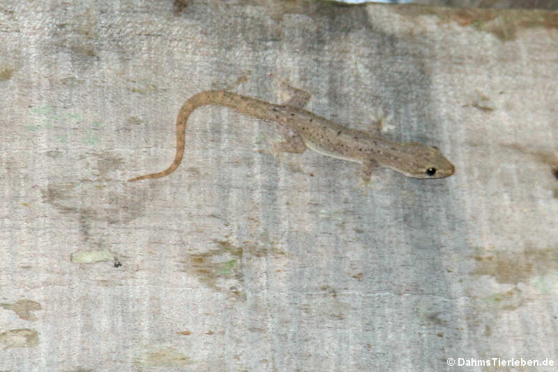 Hemidactylus frenatus-1