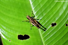 unbekannte Heuschrecke aus dem Nationalpark Tortuguero, Costa Rica