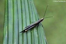 unbekannte Heuschrecke aus dem Nationalpark Tortuguero, Costa Rica