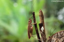 unbekannte Heuschrecke aus dem Nationalpark Tortuguero, Costa Rica