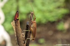 unbekannte Heuschrecke aus dem Nationalpark Tortuguero, Costa Rica