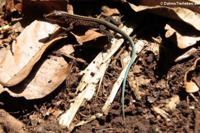 Zentralamerikanische Ameive (Holcosus festivus occidentalis)