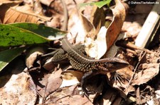 Zentralamerikanische Ameive (Holcosus festivus occidentalis) im Nationalpark Tortuguero, Costa Rica