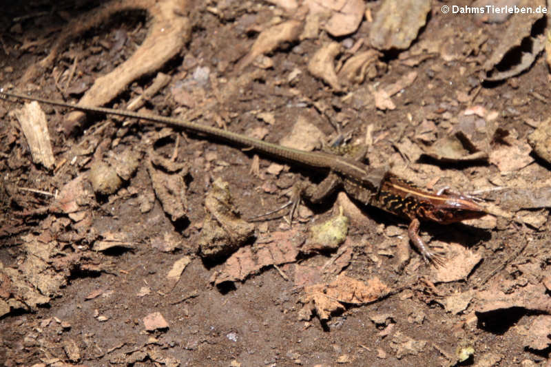 Zentralamerikanische Ameive Holcosus festivus-3