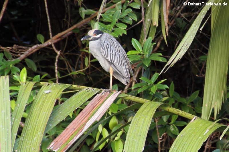 Nyctanassa violacea violacea-3