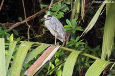 Adulter Krabbenreiher (Nyctanassa violacea) im Nationalpark Tortuguero, Costa Rica