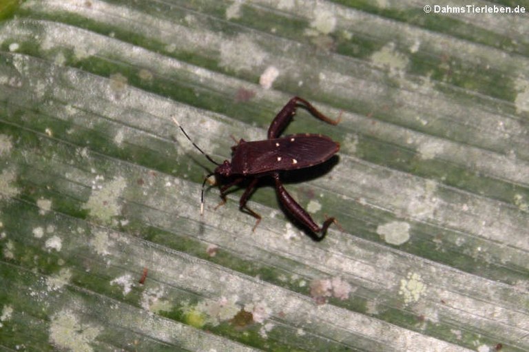 Leptoscelis quadrisignatus