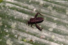 Leptoscelis quadrisignatus im Nationalpark Tortuguero, Costa Rica