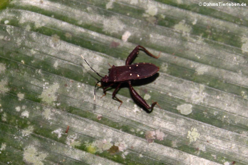 Leptoscelis quadrisignatus