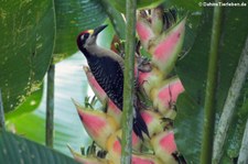 Schläfenfleckspecht (Melanerpes pucherani) im Nationalpark Tortuguero, Costa Rica