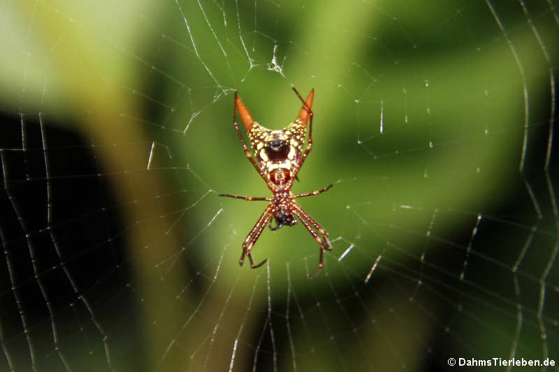 Micrathena sagittata