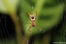 Micrathena sagittata im Nationalpark Tortuguero, Costa Rica