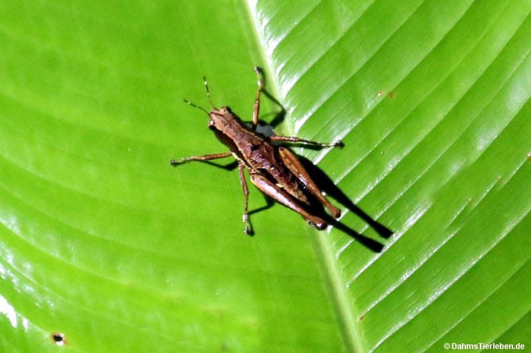 Microtylopteryx hebardi