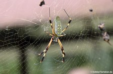 Goldene Seidenspinne (Nephila clavipes) im Nationalpark Tortuguero, Costa Rica