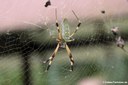 Trichonephila clavipes