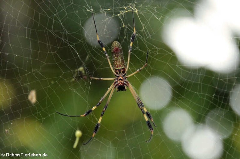 Nephila clavipes