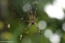 Nephila clavipes