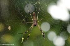 Trichonephila clavipes-3