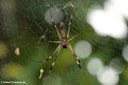 Trichonephila clavipes