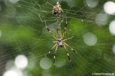 Goldene Seidenspinne (Nephila clavipes) im Nationalpark Tortuguero, Costa Rica