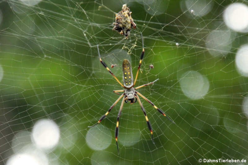 Seidenspinne (Nephila clavipes)