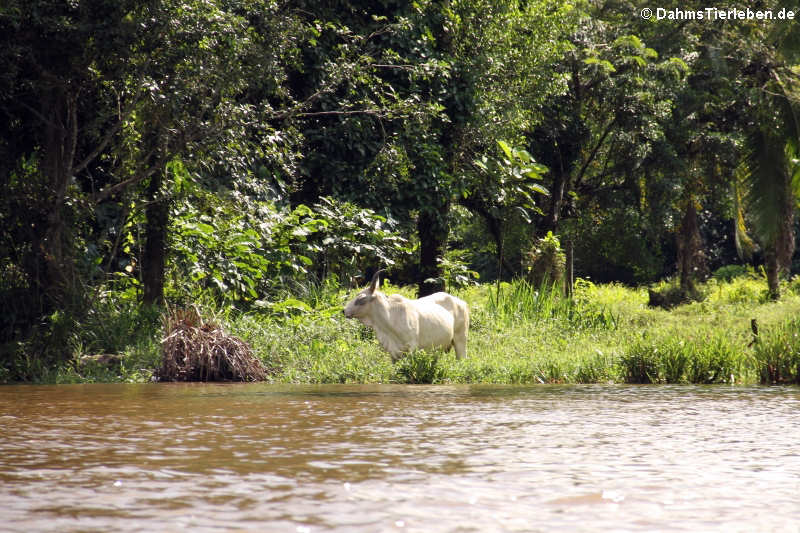 Tortuguero