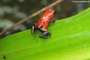 Oophaga pumilio