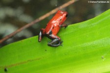 Erdbeerfröschchen (Oophaga pumilio) im Nationalpark Tortuguero, Costa Rica