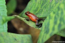 Erdbeerfröschchen (Oophaga pumilio) im Nationalpark Tortuguero, Costa Rica