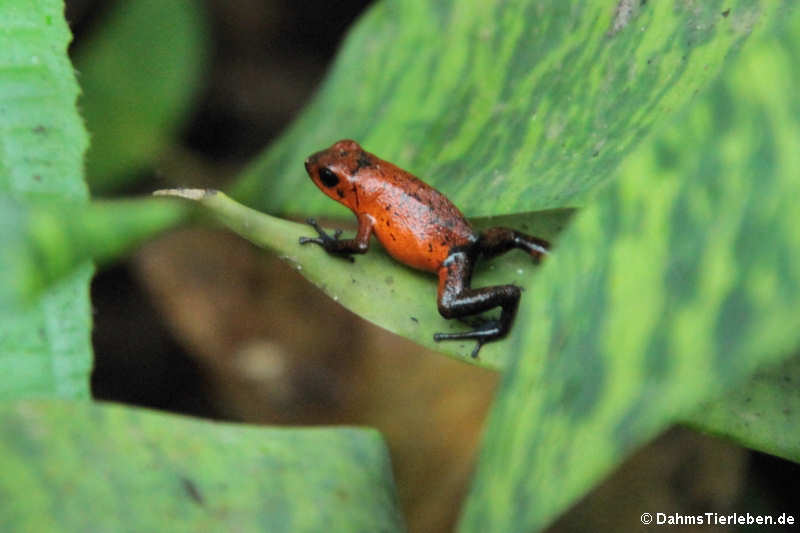 Erdbeerfröschchen (Oophaga pumilio)