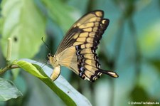 Königs-Schwalbenschwanz (Papilio thoas) im Nationalpark Tortuguero, Costa Rica