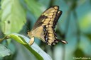 Papilio thoas