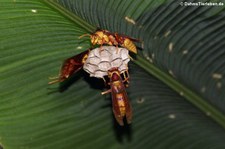 Papierwespe (Polistes major) im Nationalpark Tortuguero, Costa Rica