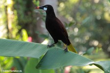 Montezumastirnvogel (Psarocolius montezuma) im Nationalpark Tortuguero, Costa Rica