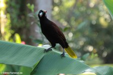 Montezumastirnvogel (Psarocolius montezuma) im Nationalpark Tortuguero, Costa Rica