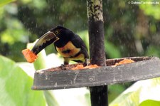 Halsbandarassari (Pteroglossus torquatus torquatus) im Nationalpark Tortuguero, Costa Rica