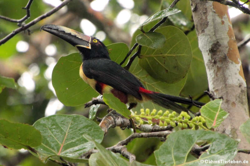 Halsbandarassari (Pteroglossus torquatus torquatus)