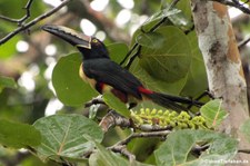 Halsbandarassari (Pteroglossus torquatus torquatus) im Nationalpark Tortuguero, Costa Rica