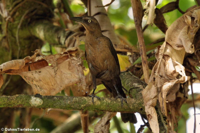 weibliche Dohlengrackel (Quiscalus mexicanus peruvianus)